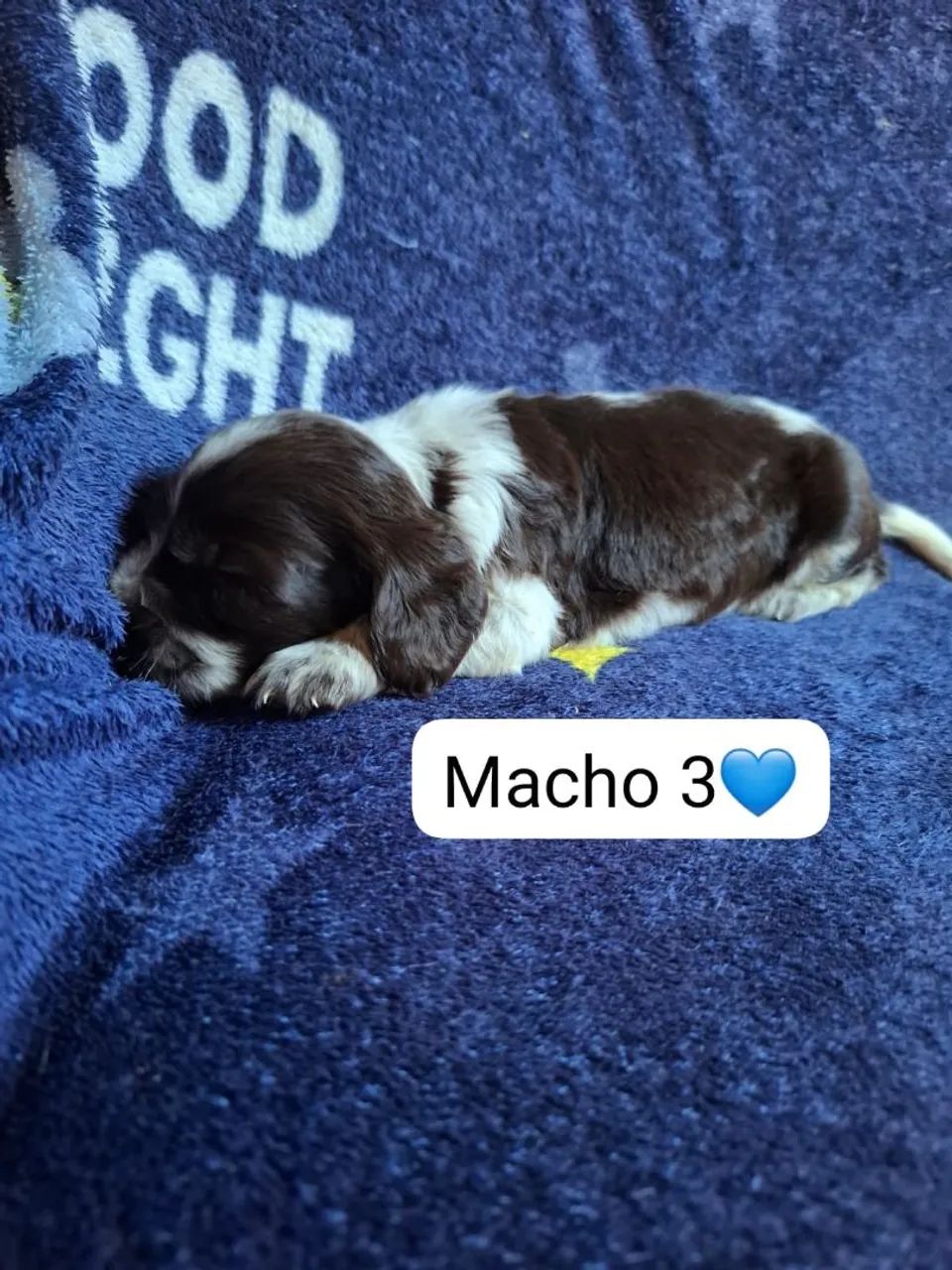 Cocker spaniel  - Foto 3