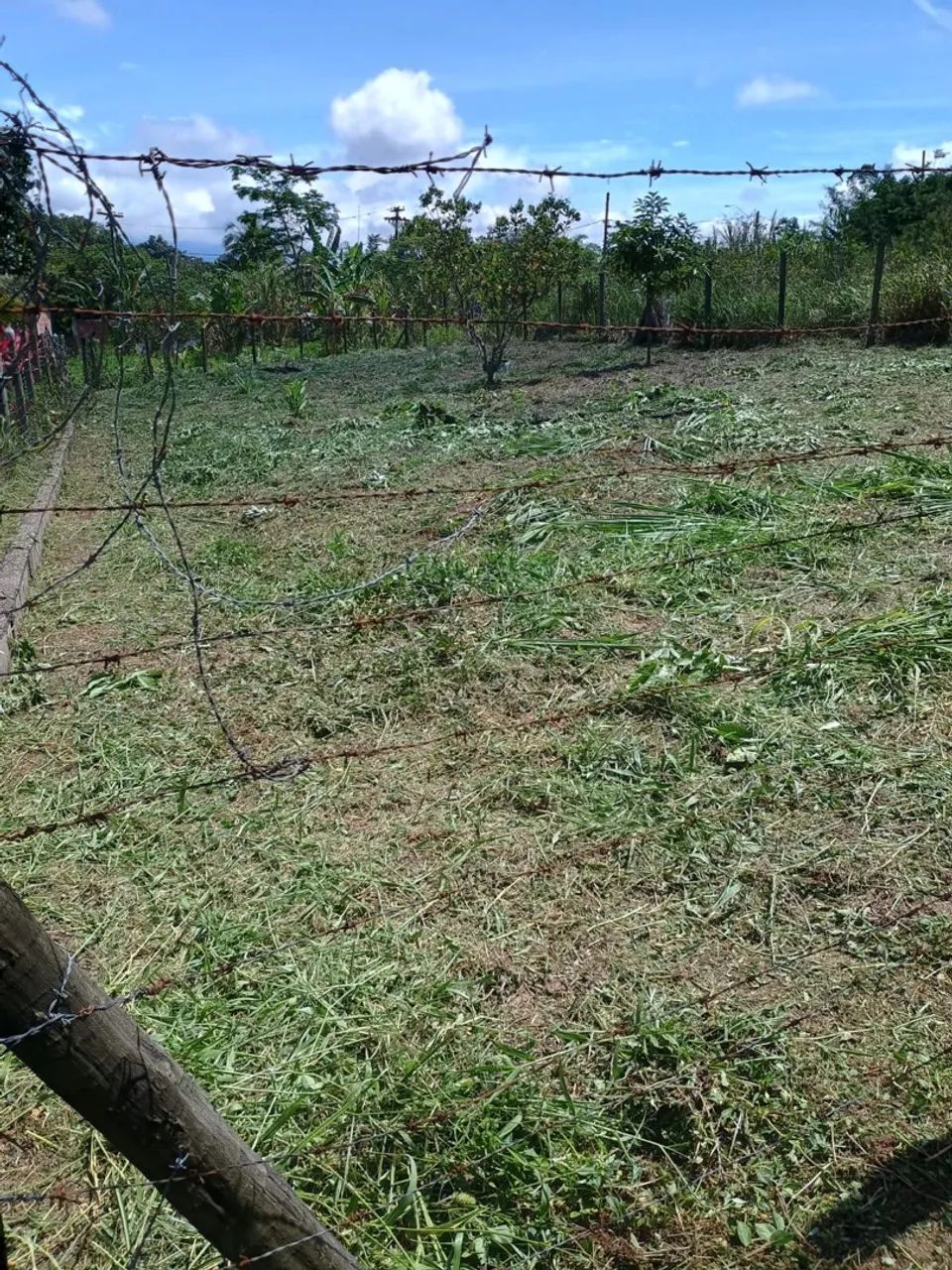 Terreno em Magé ( Maringá) - Foto 4