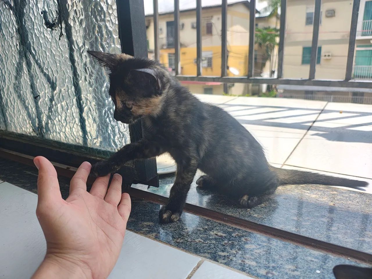 Gatinha para doação  - Foto 5