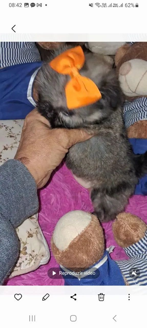 Shih tzu mini fêmea  - Foto 4