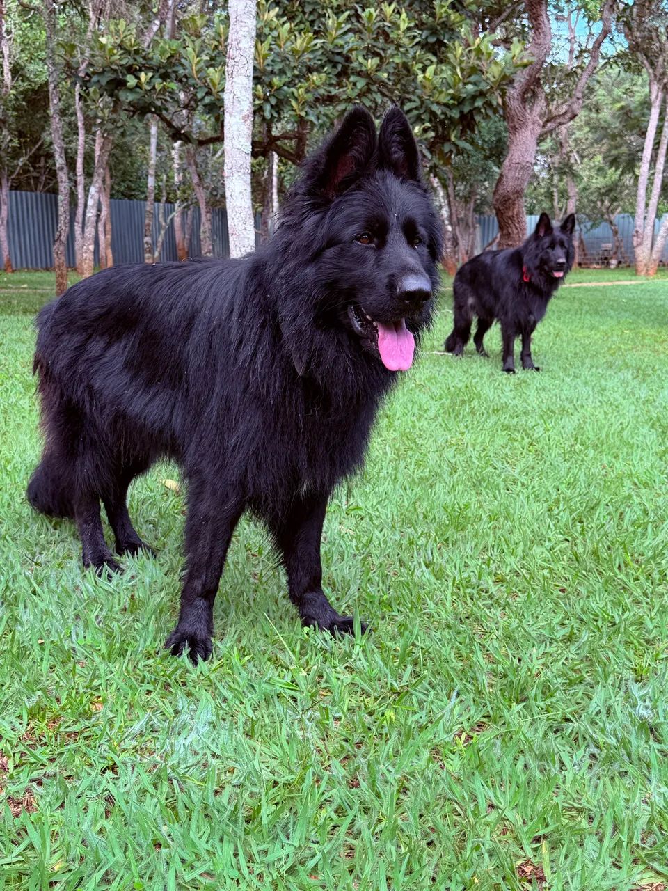 Filhotes de Pastor Alemão preto e capa preta pelo longo