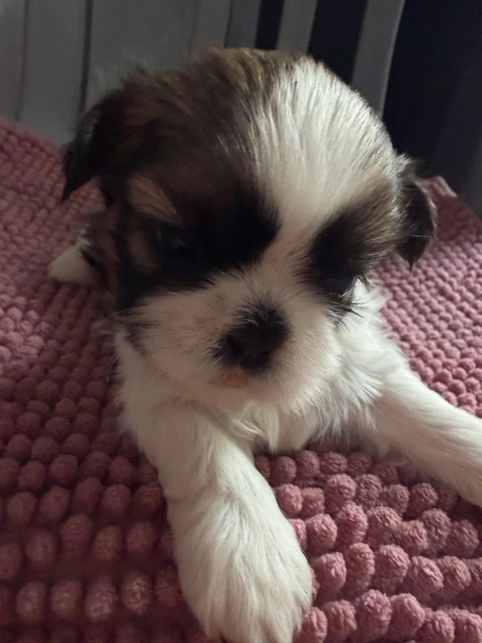 Shitzu Mini Macho - Foto 2