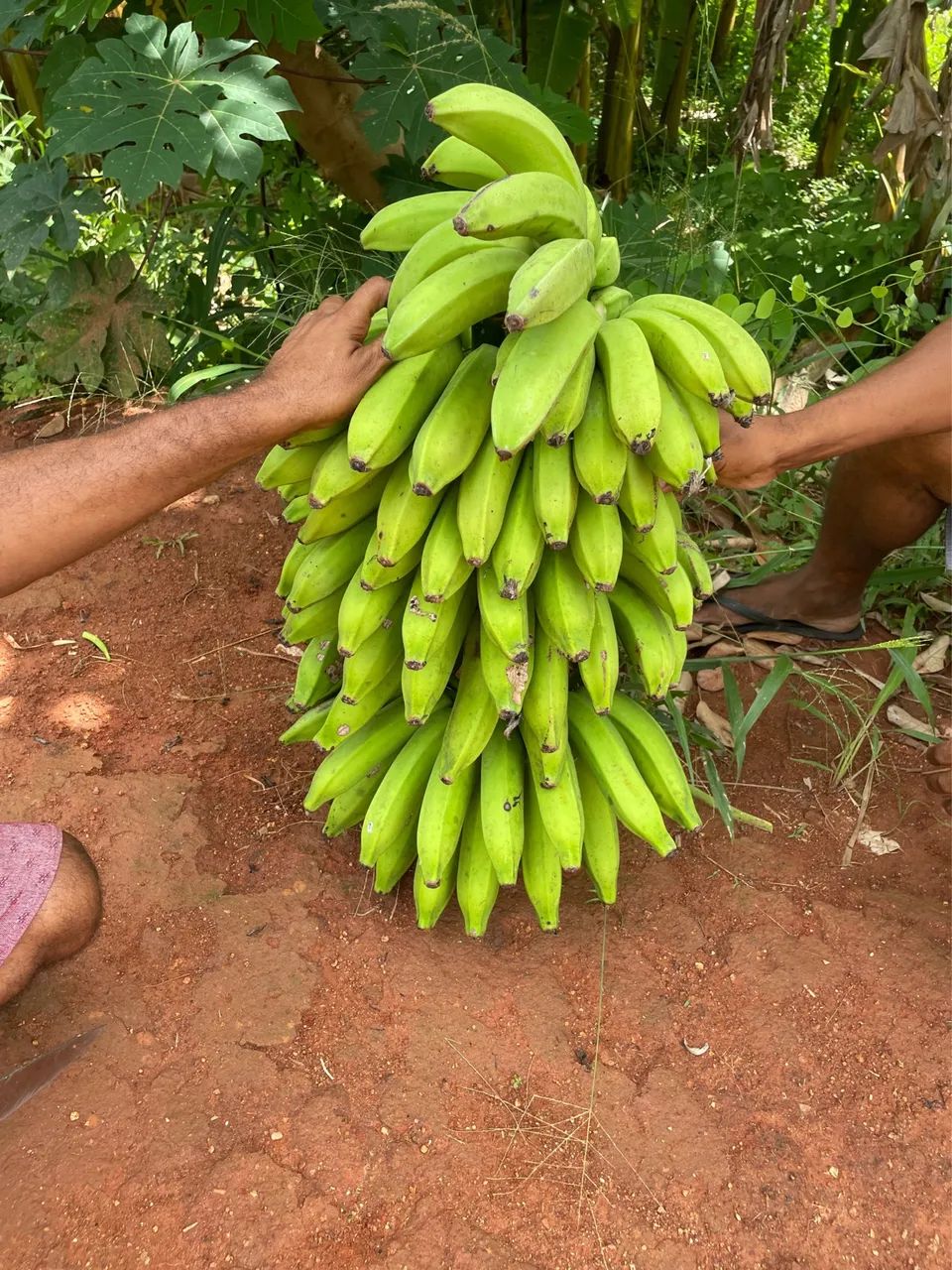 OPORTUNIDADE: Vendo Sitio escriturado perto de Bananeiras(10km) e Borborema (2k) - Foto 9