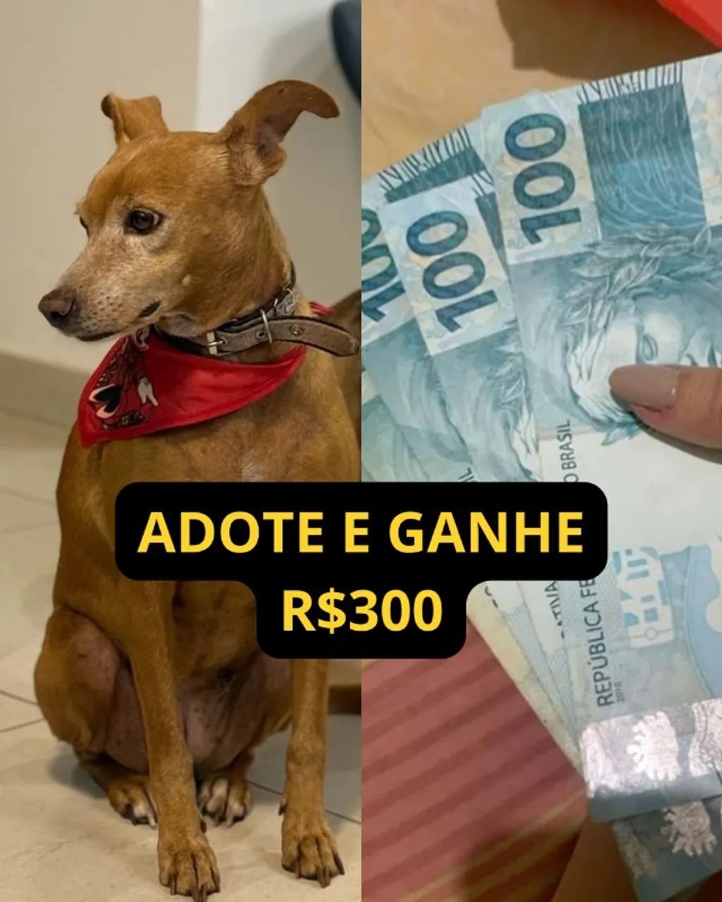 ADOTE E GANHE R$300