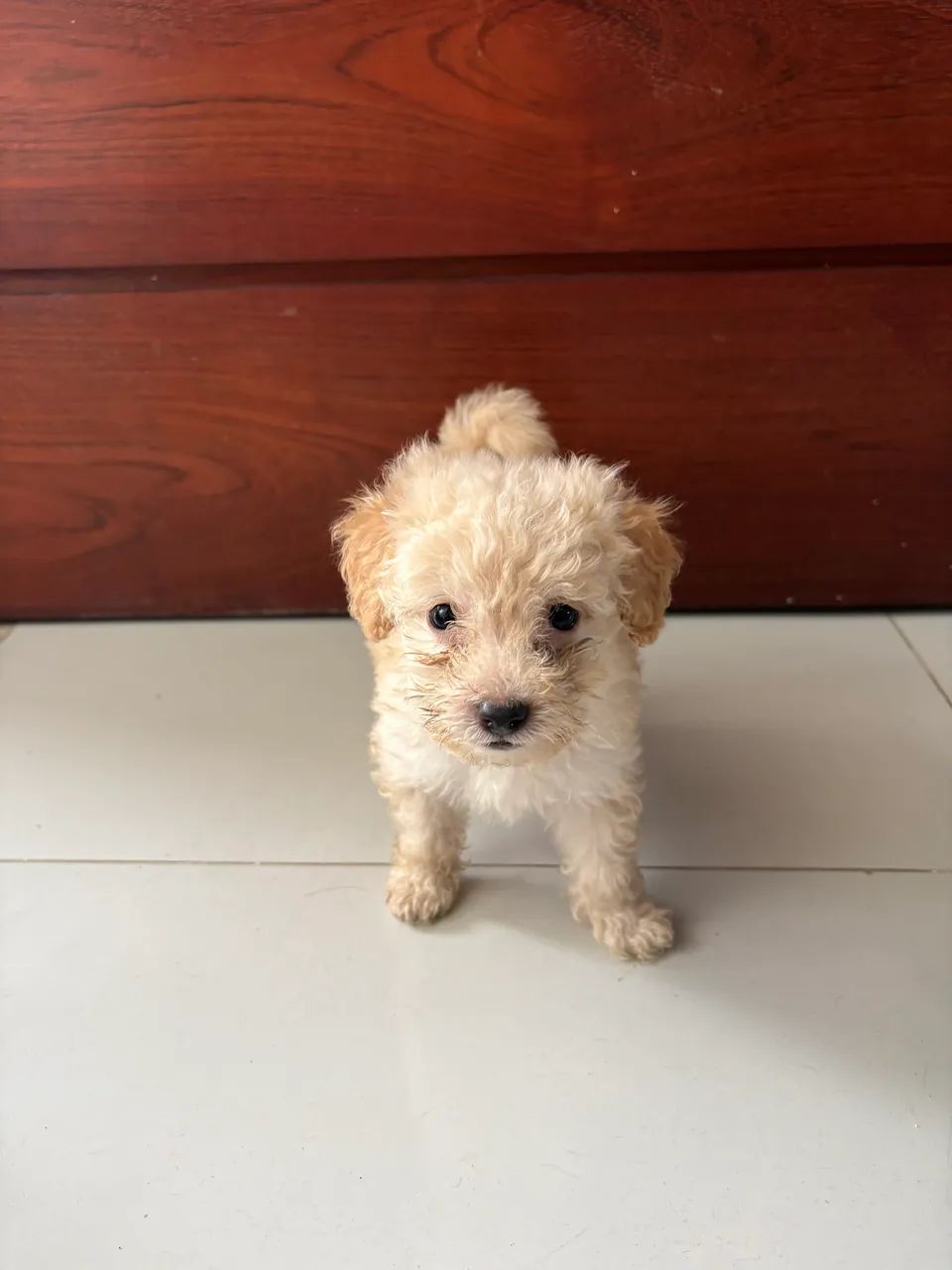 Vendo poodle  - Foto 5
