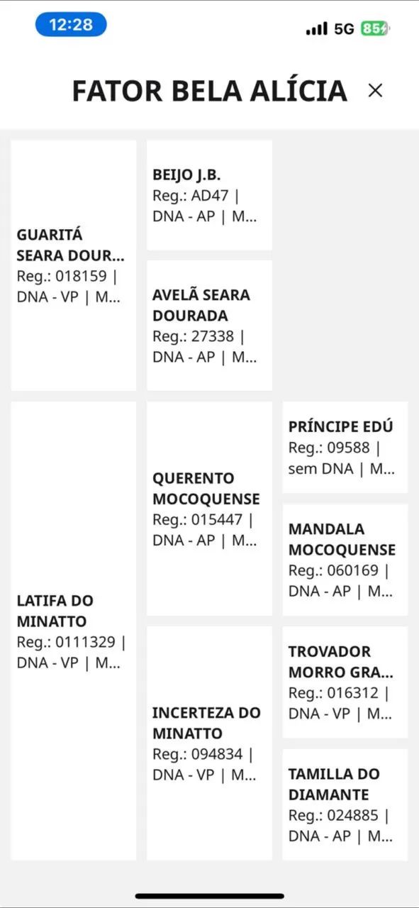 Mangalarga Marchador - Batida - Foto 4