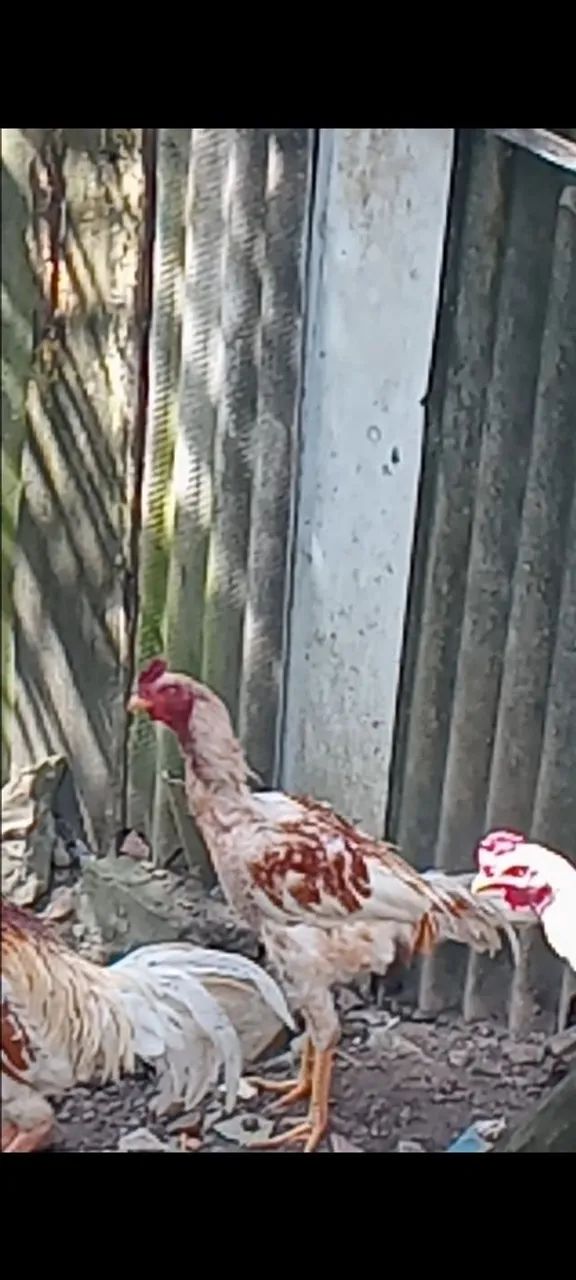 Frangos de Raça - Foto 4
