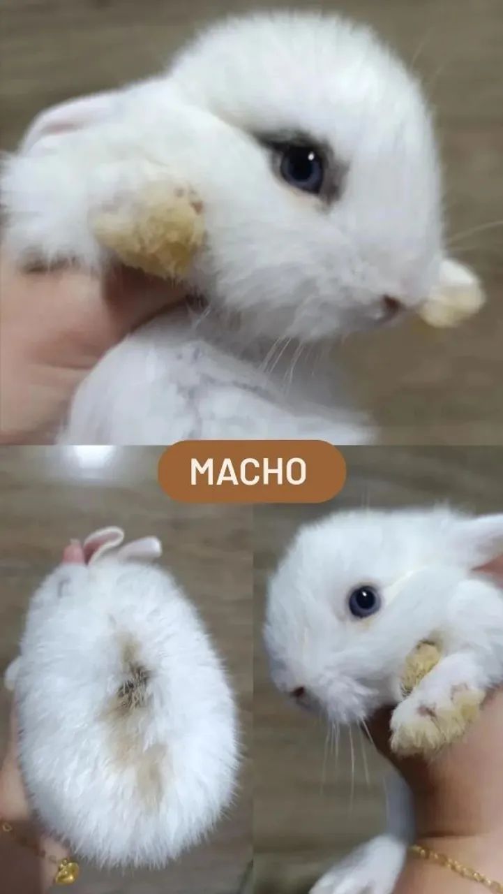 Coelho Mini Lop Uruguaio  - Foto 4