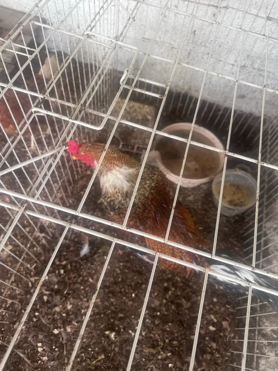 Galo de raça 