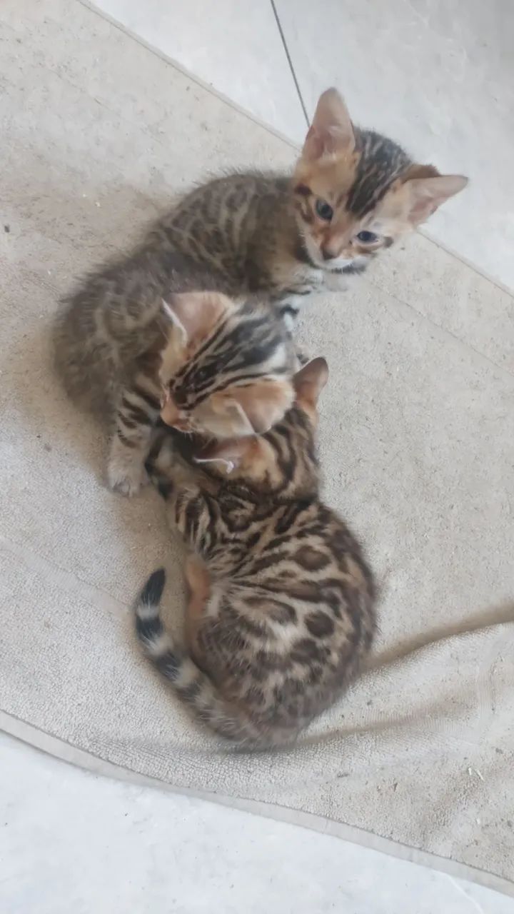 Bengal  - Foto 2