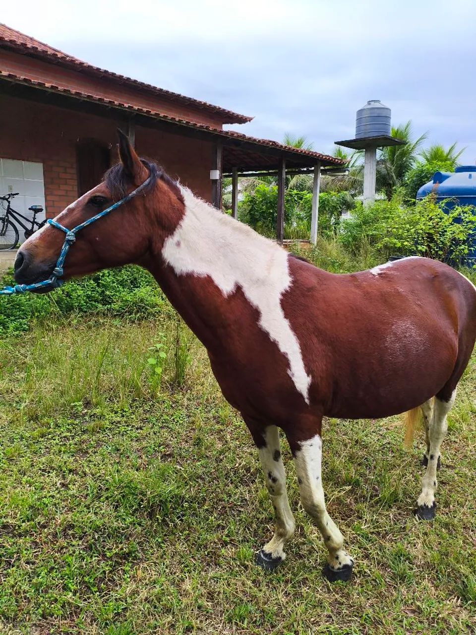 Égua mangalarga pampa de castanho - Foto 4