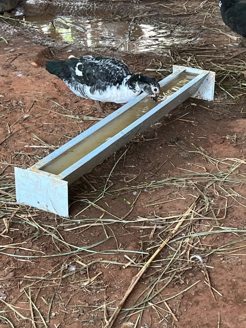 Patos  - Foto 4