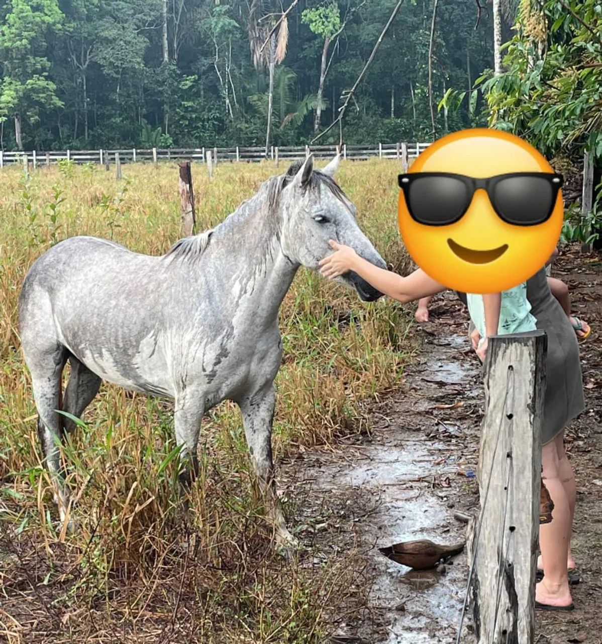 Cavalo Petiço 