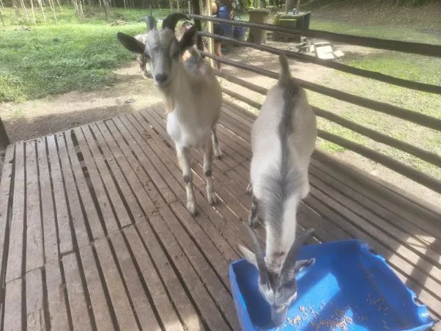 Bode e cabra saanen com cabritinho - Foto 4