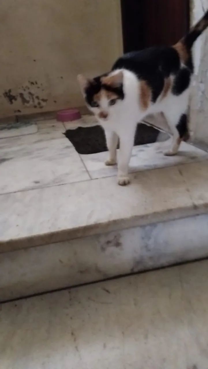 Doação de gato