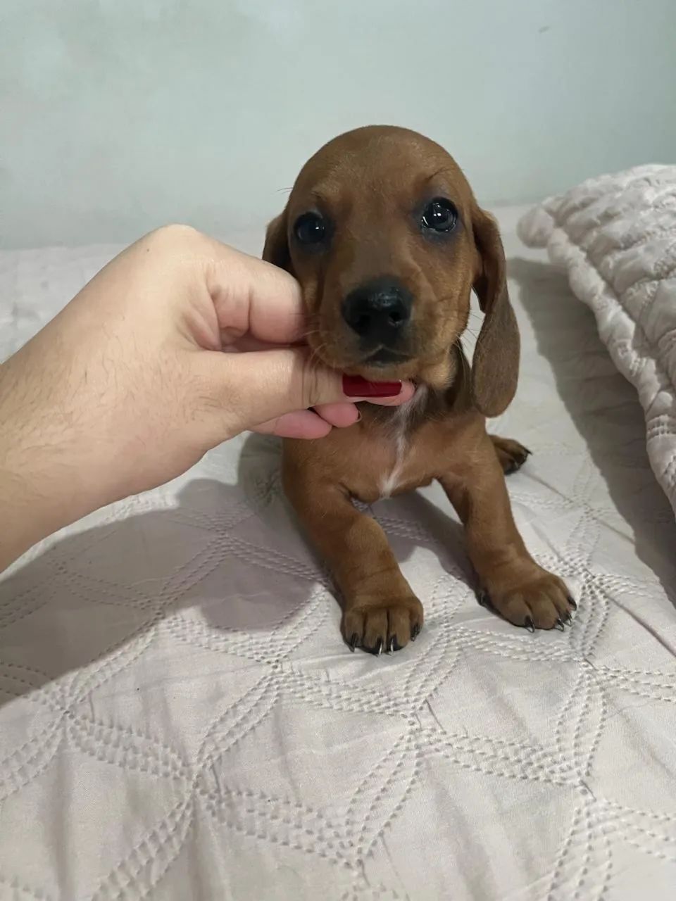 Filhotes de Dachshund - Foto 4