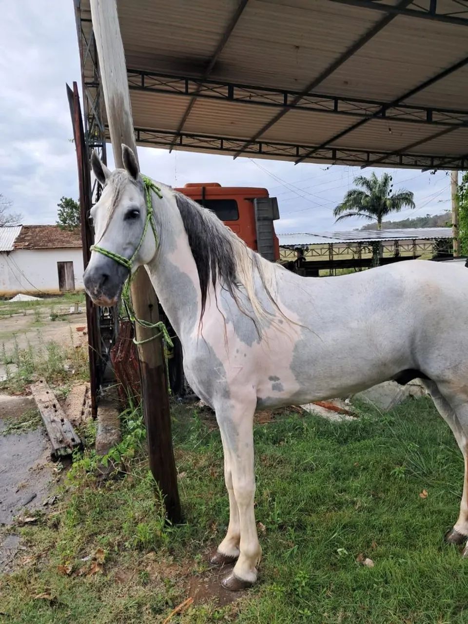 Cavalo registrado 7 anos batido. - Foto 6