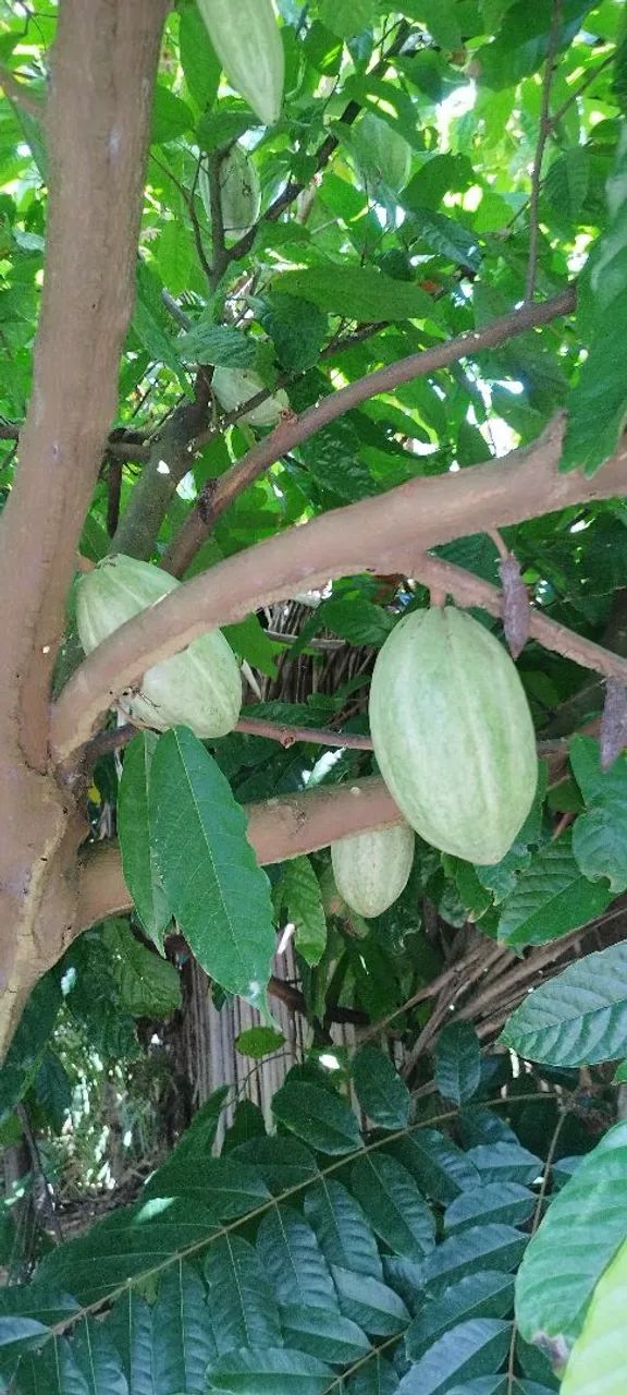 Chácara Agrovila Portel  - Foto 4
