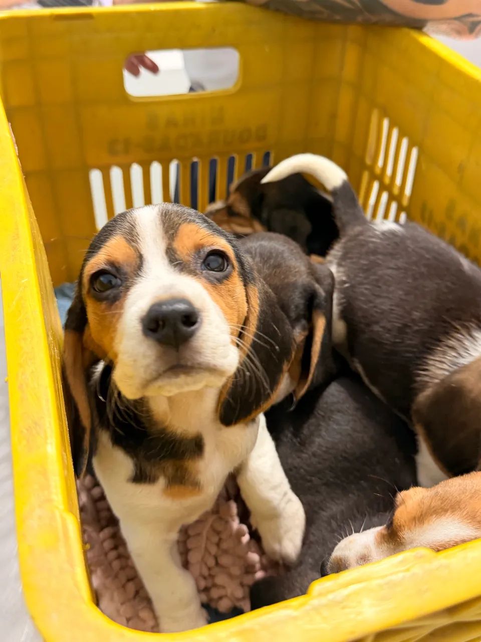 Beagles ultimos filhotes