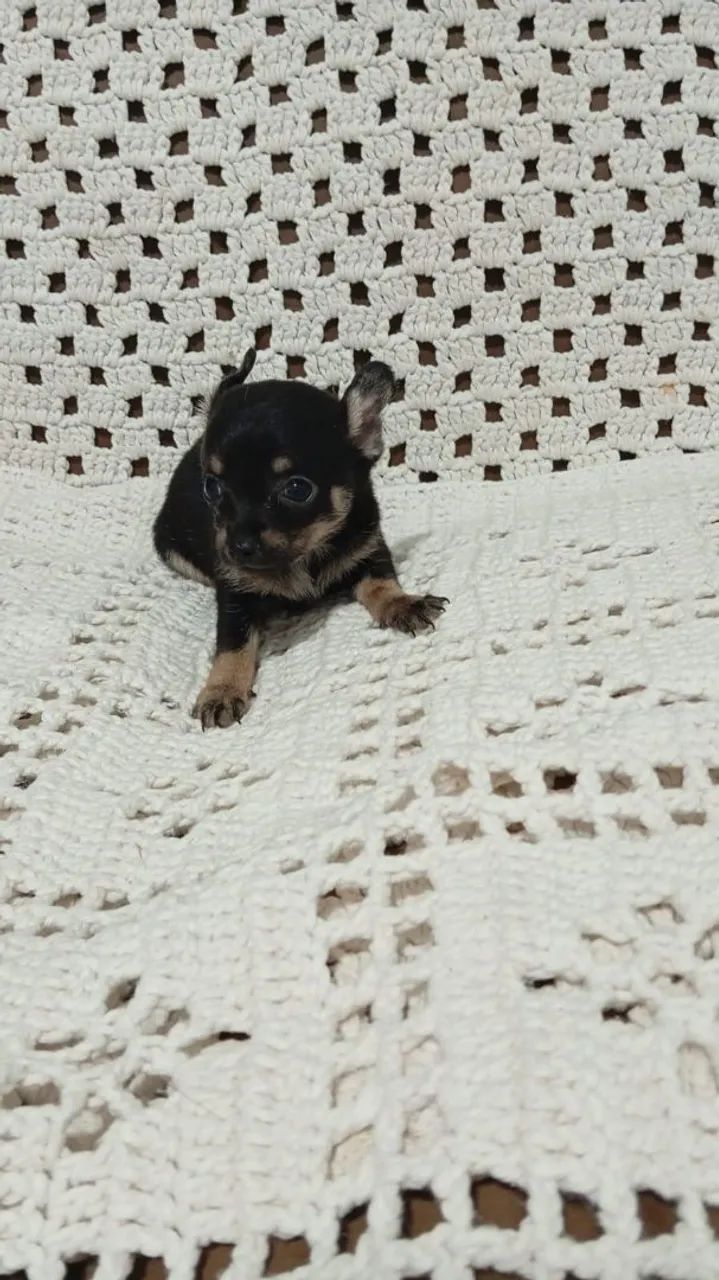Pincher macho zero  - Foto 2