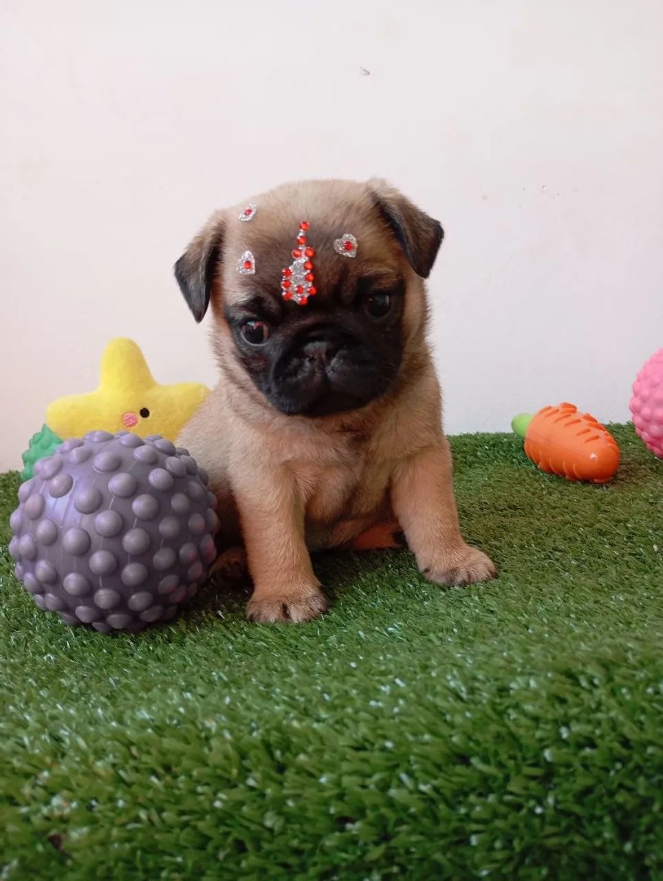 Filhotes de Pug disponíveis  - Foto 4