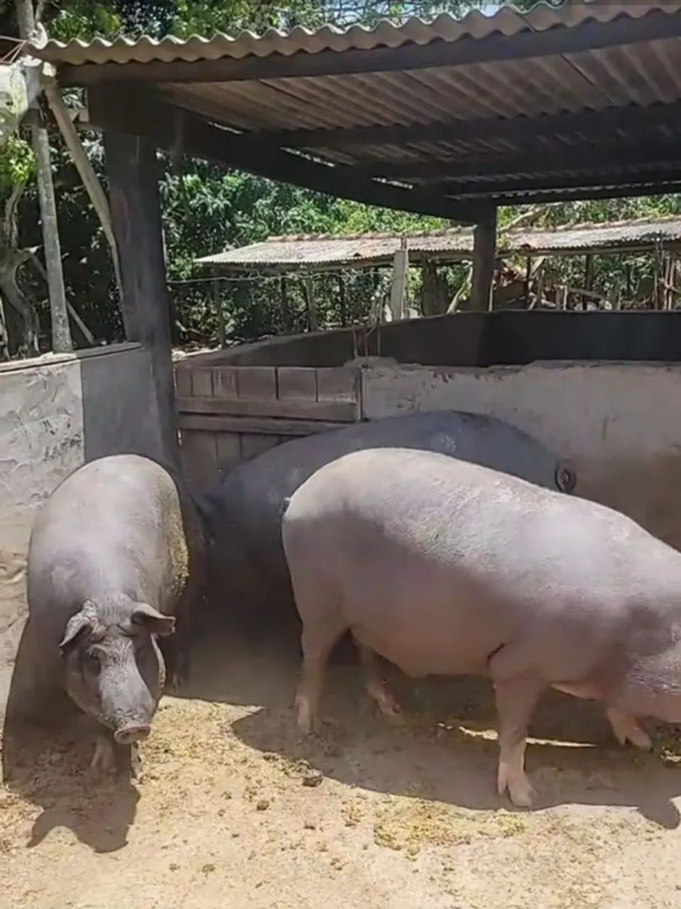 Porcos Caipira - Foto 2