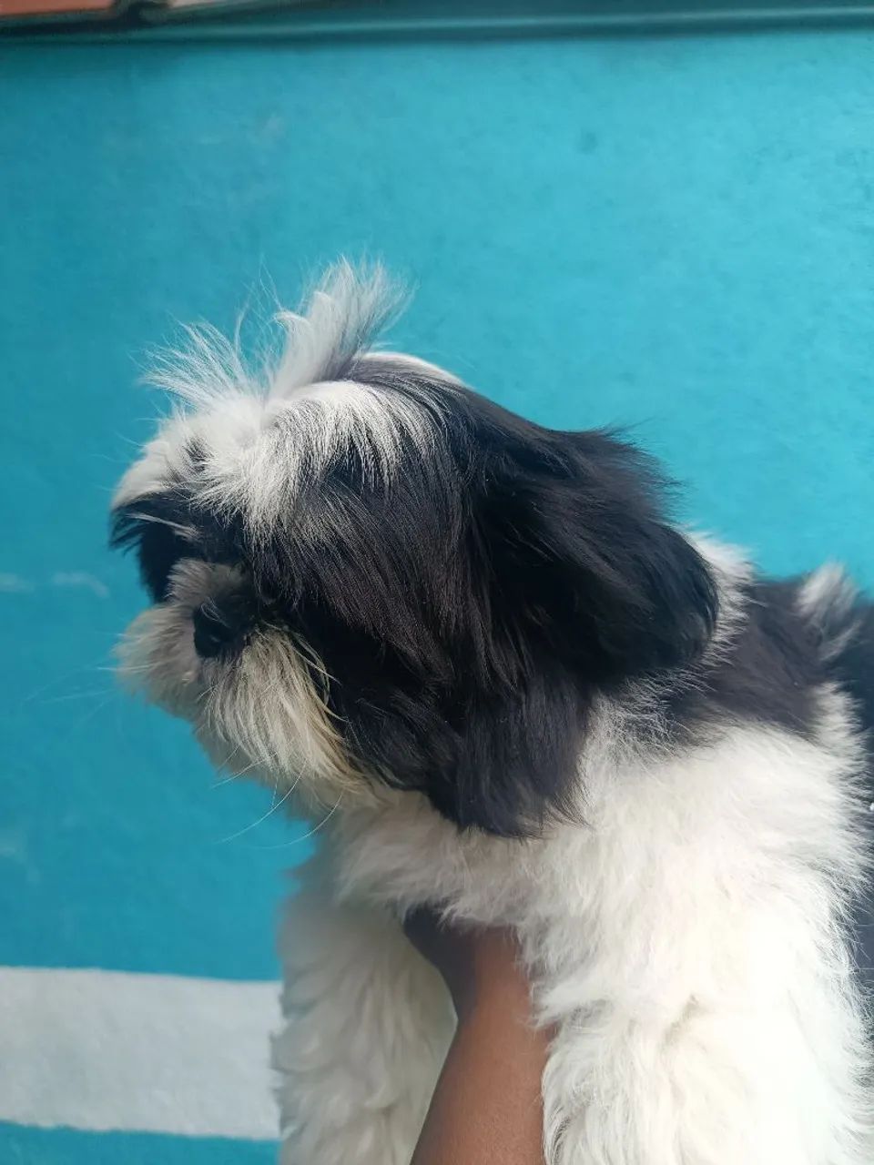 Shih tzu Macho  - Foto 2