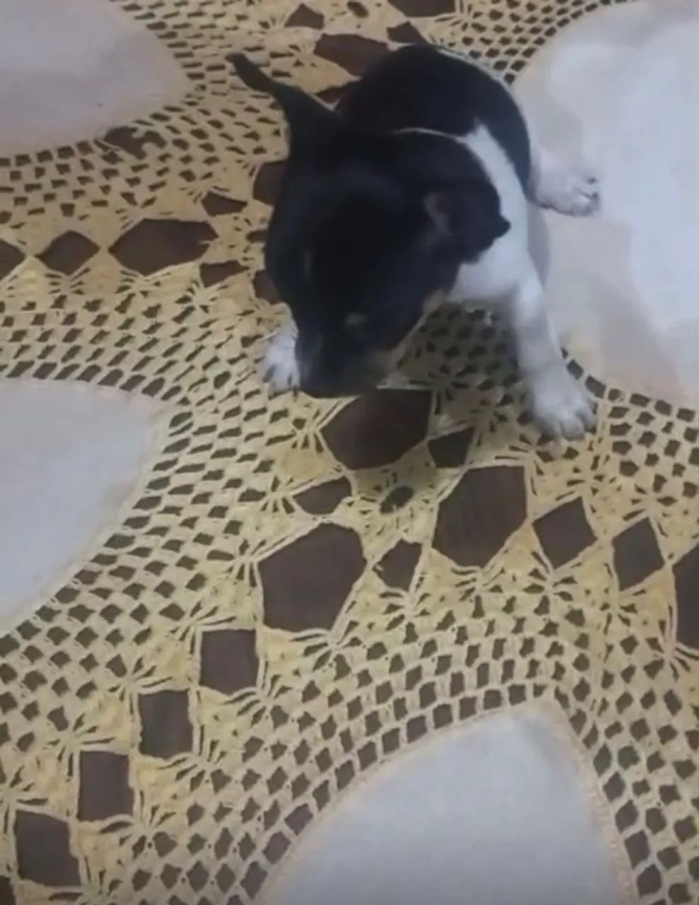 Filhote Pinscher  - Foto 3