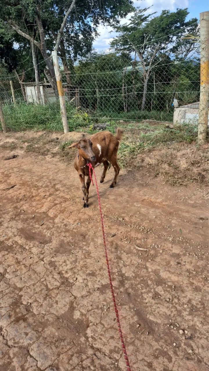 Vendo Cabra  - Foto 2