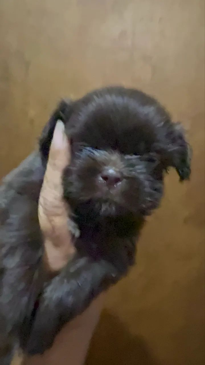 Príncipe  - Foto 2