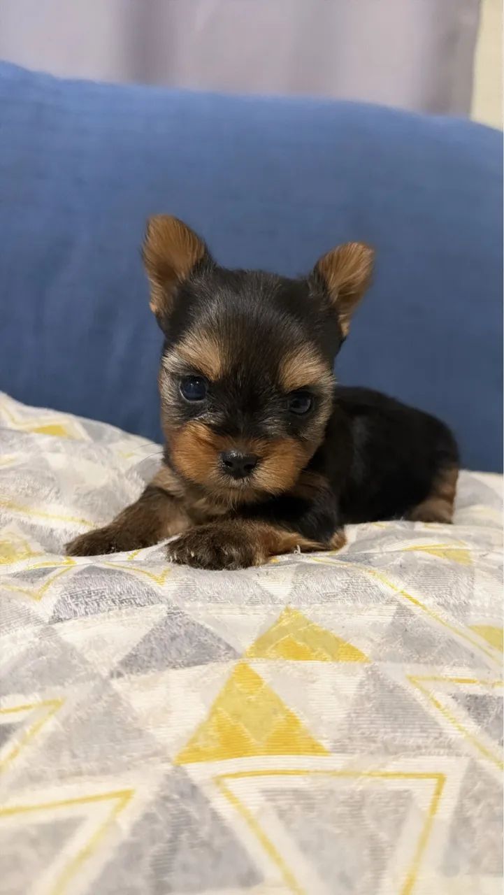 Yorkshire Mini
