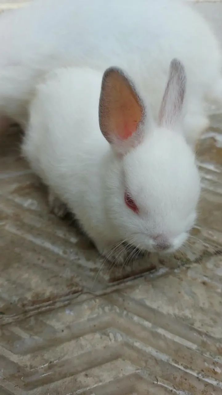 Coelho  - Foto 3