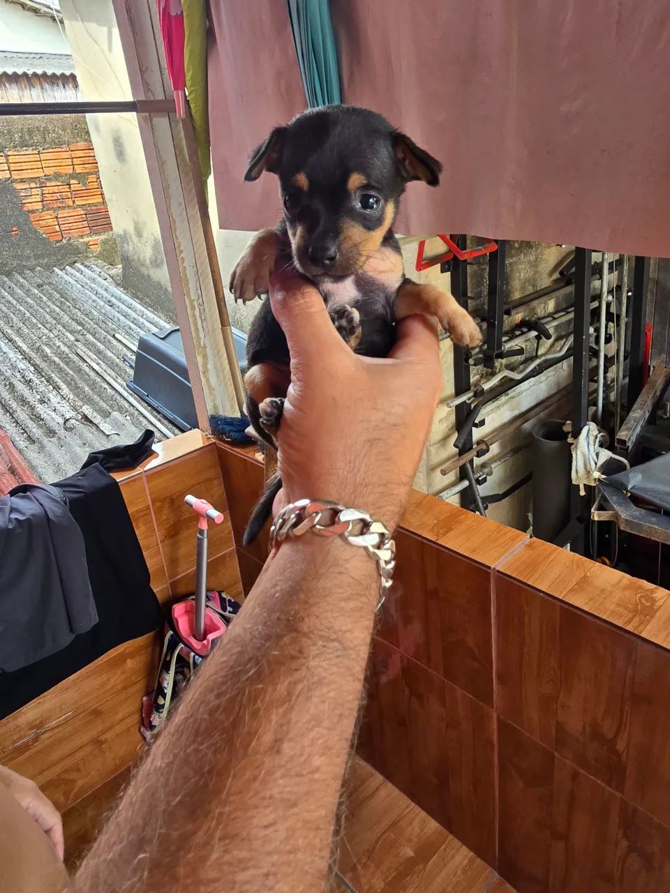 Pinscher macho número 1 - Foto 2