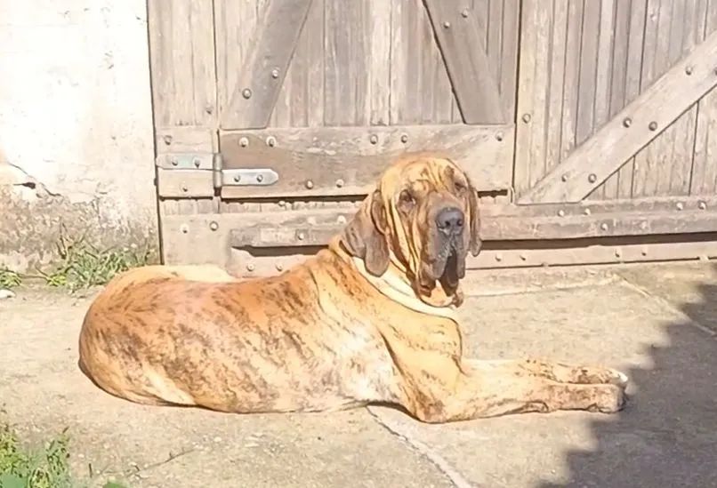 Fila brasileiro 