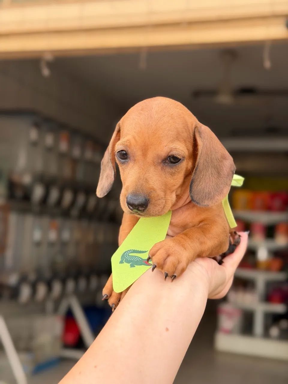 Dachshund macho  - Foto 2