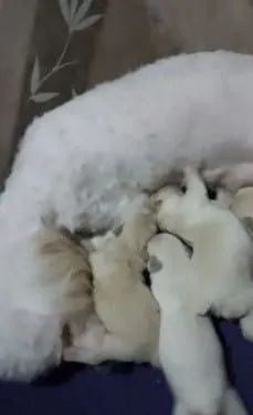 Filhote de poodle macho