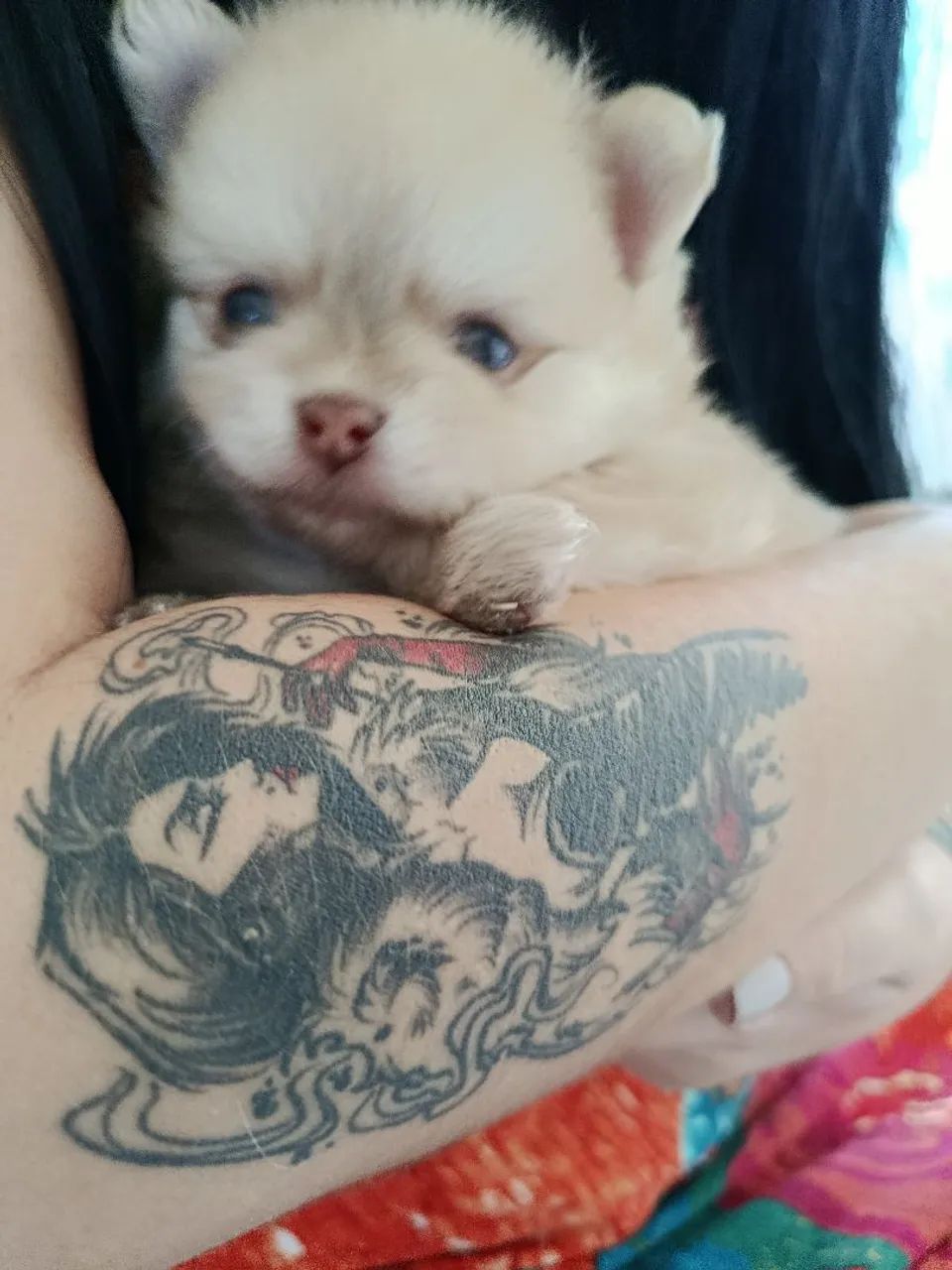 Spitz alemão macho anão  - Foto 2