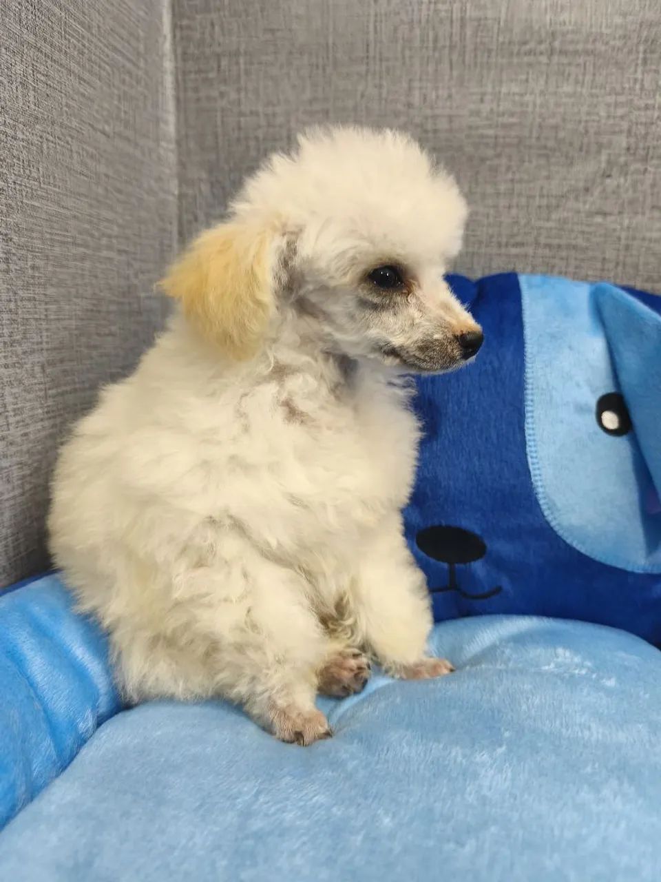 Poodle macho  - Foto 4
