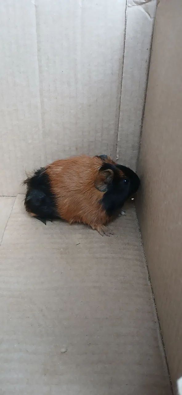 PORQUINHO DA ÍNDIA INGLÊS  - Foto 6