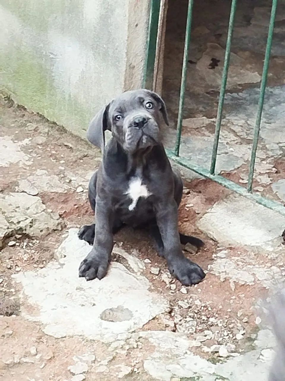 Cane corso fêmea  - Foto 2