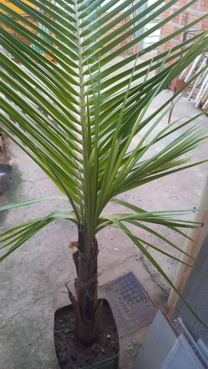 Vendo  - Foto 2