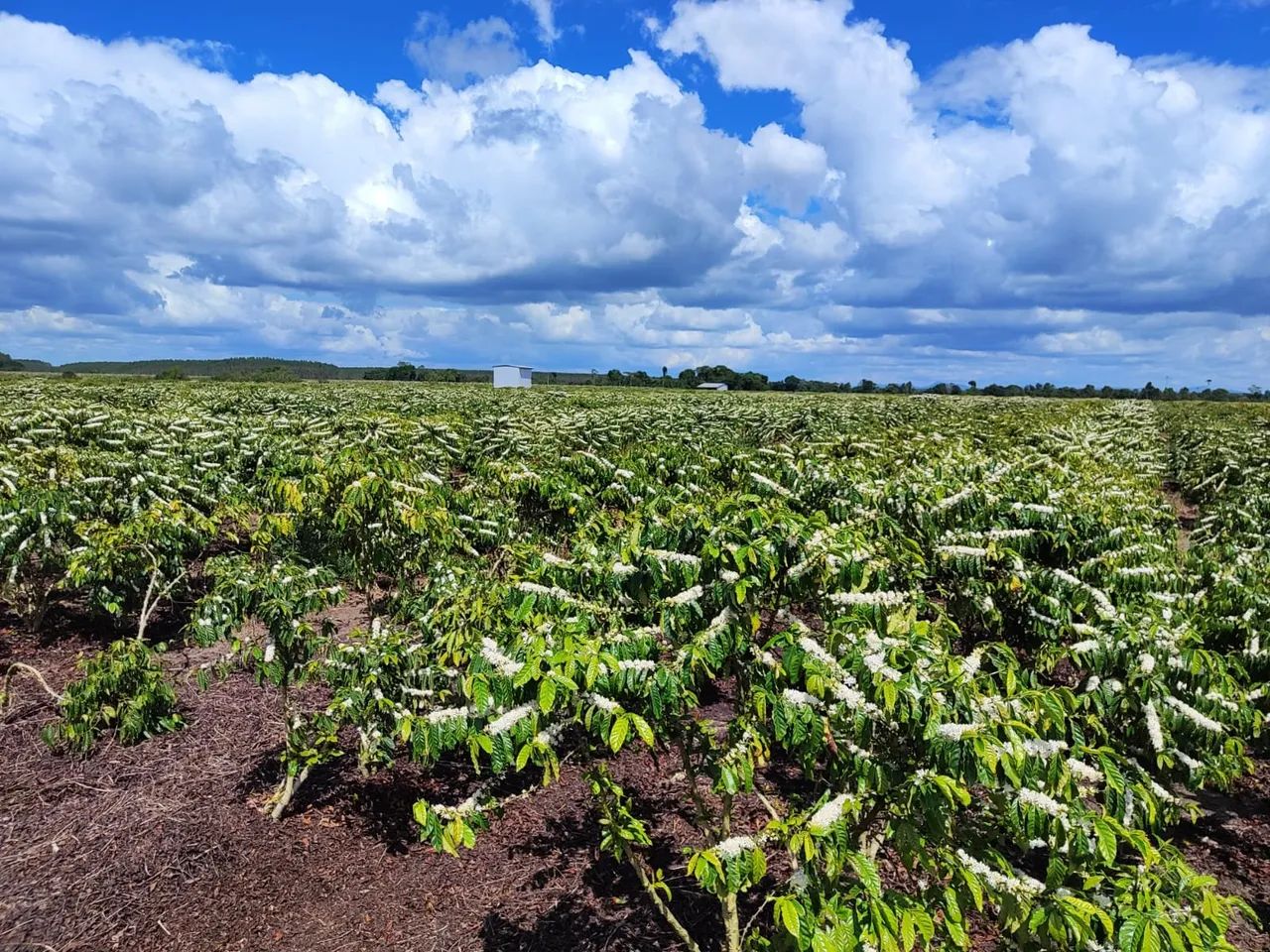 Fazenda Rodovia Itabela - Foto 5
