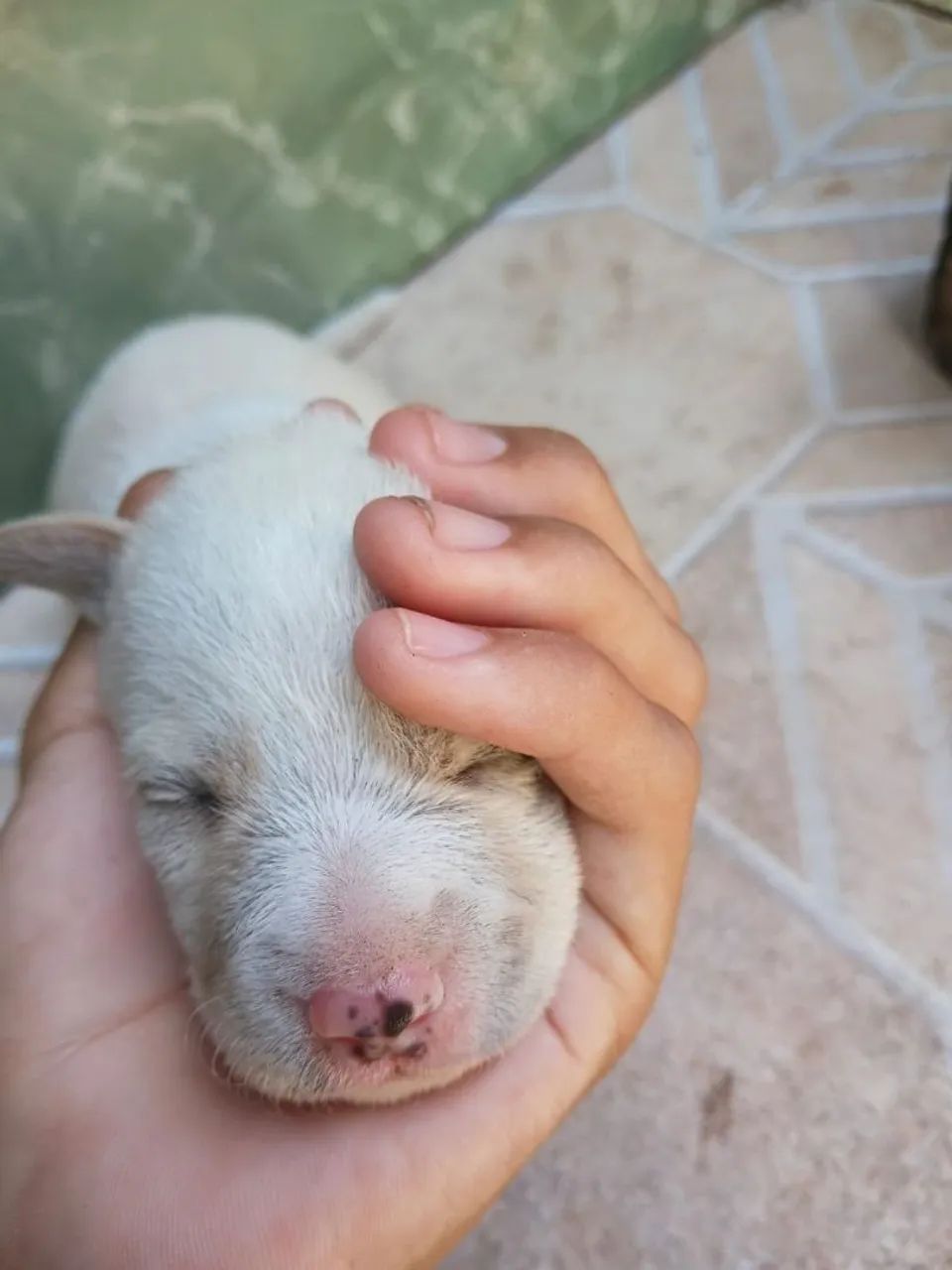 Dois cachorros machos 