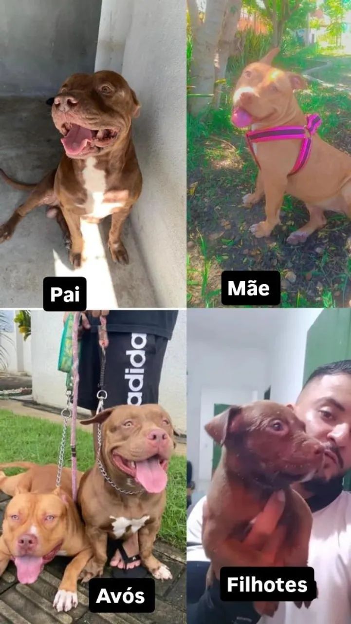Pitbull - Foto 2