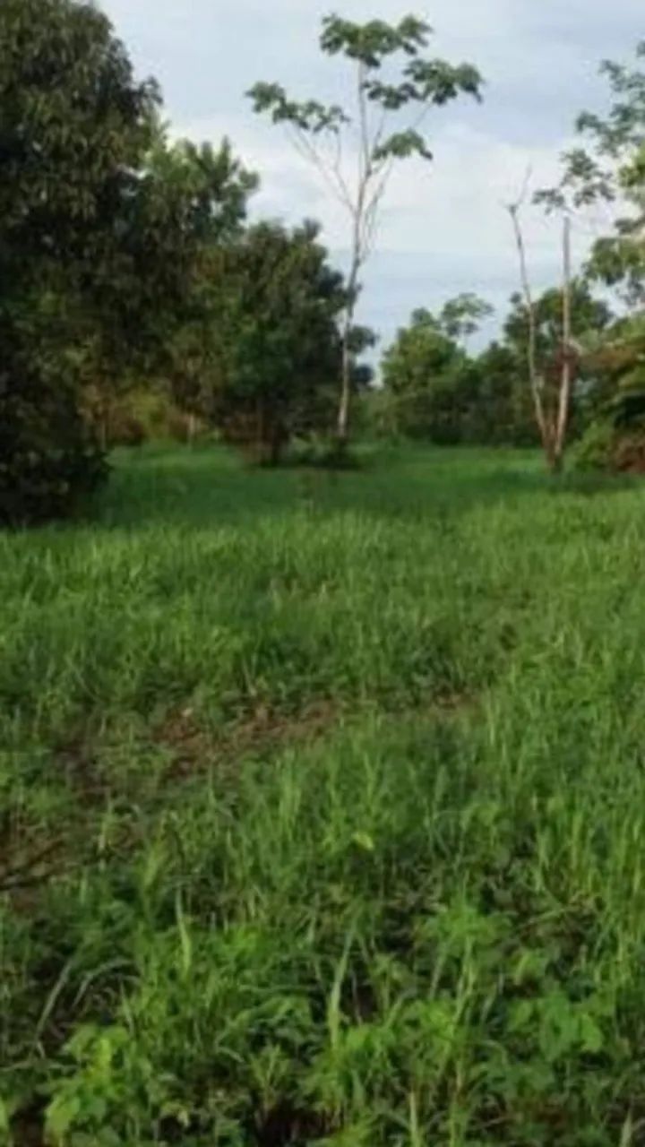 Fazenda à venda Próxima a Humaitá - AM - Foto 3
