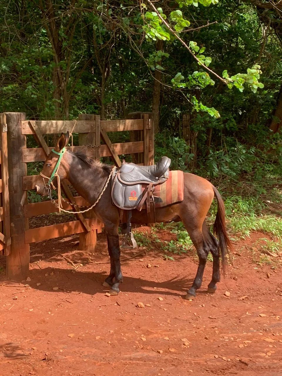 Vendo burro  - Foto 5