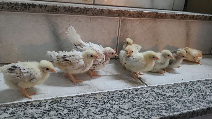 Garnise miudo polaco e comum - Foto 3