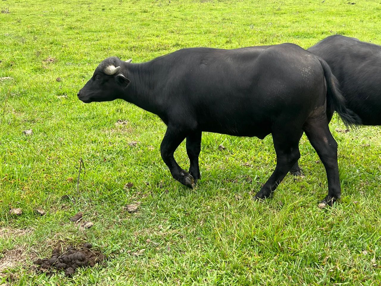 Bufalo macho 1 ano  - Foto 4