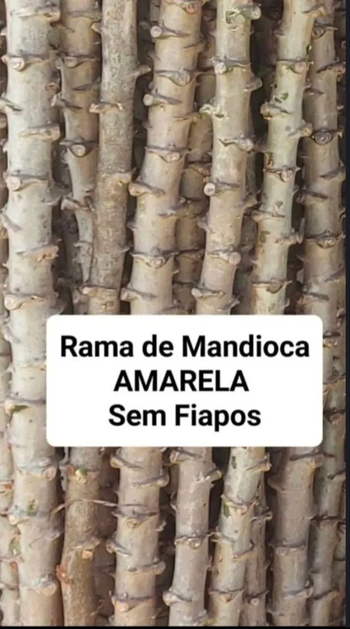 Mandioca ( RAMA PARA PLANTAR)