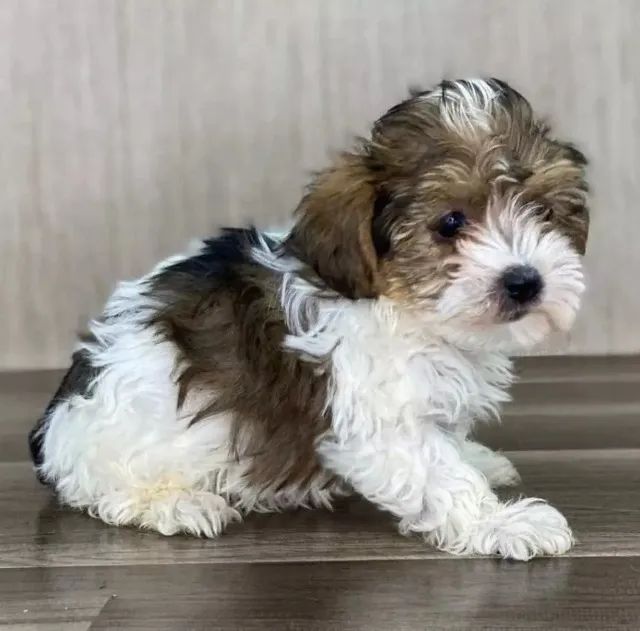 Sabadão de oferta imperdíveis Poodle com maltês com entrega gratis